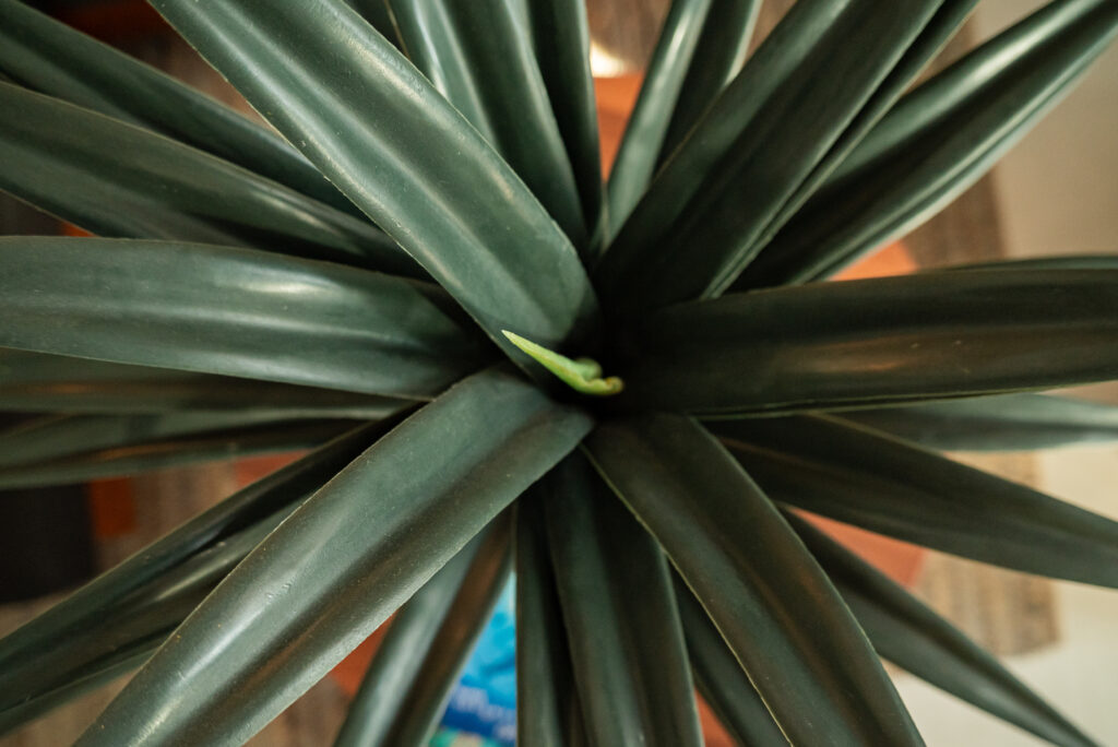 ColorNativoStudio-240325Emiliano42-D30310de22